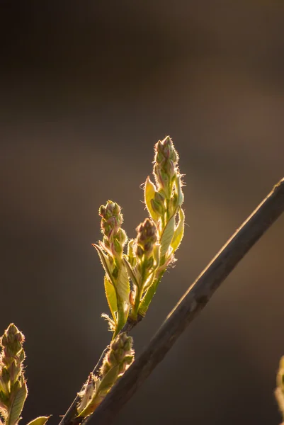 Grüne Knospen — Stockfoto