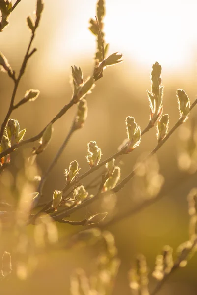 Gröna knoppar — Stockfoto