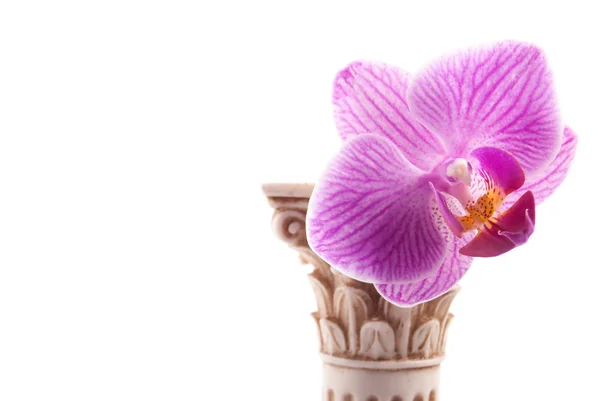 Columna clásica con flor — Foto de Stock