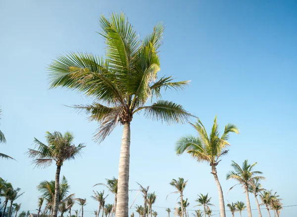 Palmen tegen blauwe lucht — Stockfoto