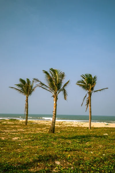 Palmen tegen blauwe lucht — Stockfoto