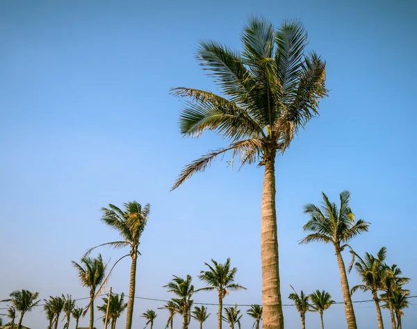 Palmen tegen blauwe lucht — Stockfoto