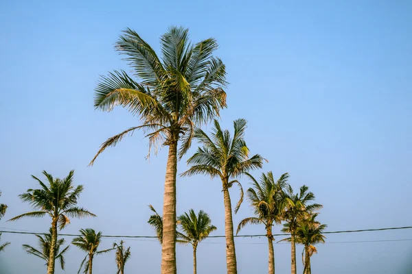 Palmen tegen blauwe lucht — Stockfoto