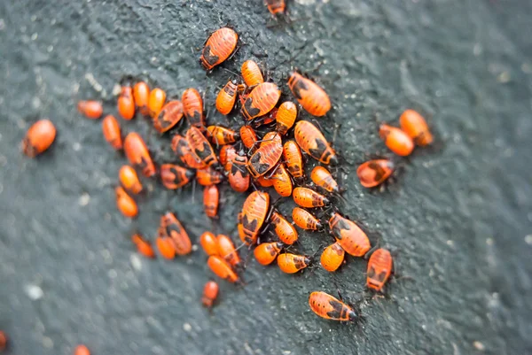 De nombreux insectes rouges sur l'écorce des arbres — Photo