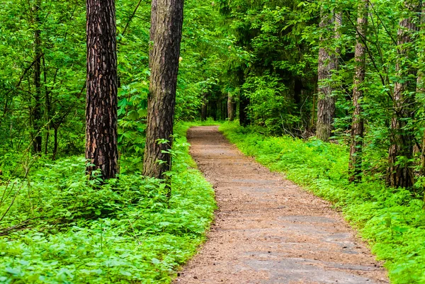 Camino en el bosque — Foto de Stock