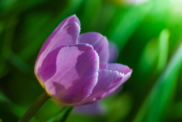 Lebhafte violette Tulpe, Makro, Frühling — Stockfoto