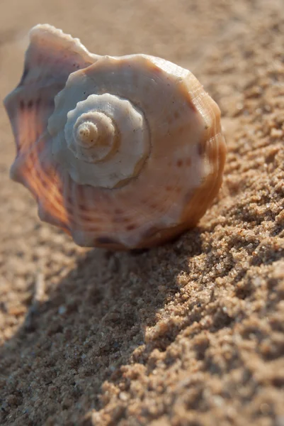 Muszla morska na plaży — Zdjęcie stockowe