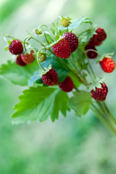 Ripe wild strawberry close-up — Stock Photo, Image