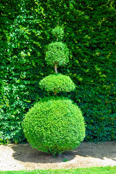 Topiary tree — Stock Photo, Image