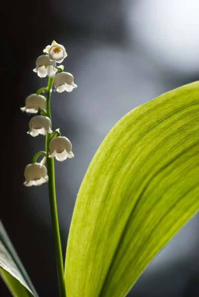 Lily af dalen - Stock-foto