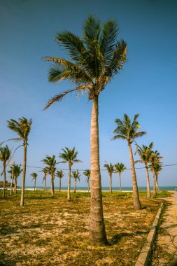 Avuçlar mavi gökyüzüne karşı
