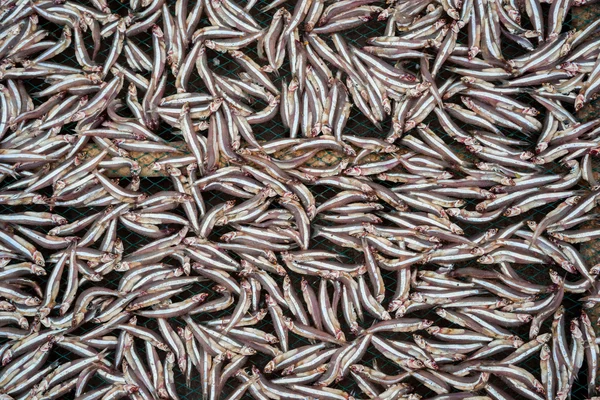 Planty de poco pescado de anchoa secado al aire libre — Foto de Stock