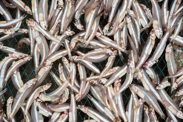 Planty de pouco peixe anchova secagem ao ar livre — Fotografia de Stock