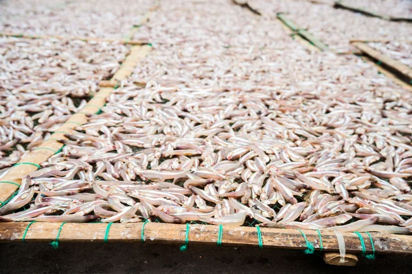 Planty de pouco peixe anchova secagem ao ar livre — Fotografia de Stock