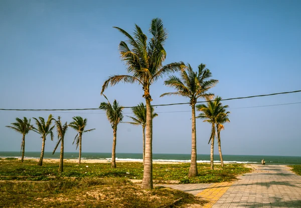 Palmen tegen blauwe lucht — Stockfoto