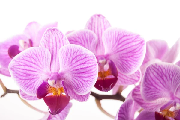 Květina orchidej, Phalaenopsis — Stock fotografie