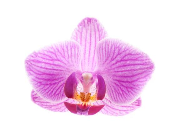 Flor de la orquídea, Phalaenopsis — Foto de Stock