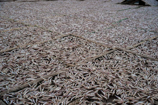 Planty of little anchovy fish drying on open air — Stock Photo, Image