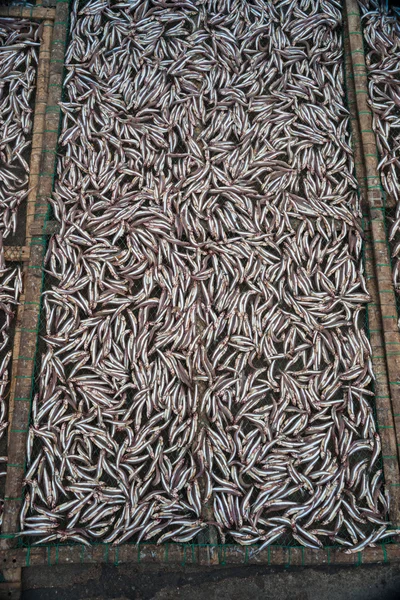 Plantation de petits poissons anchois séchant en plein air — Photo