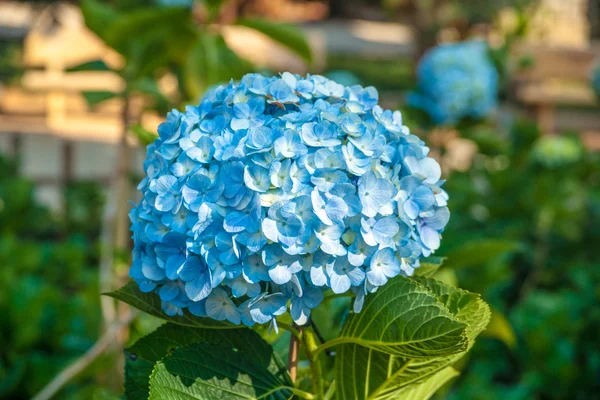 Purfect blauwe bloesems van hortensia bloem. — Stockfoto