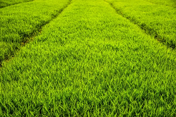 Nahaufnahme eines Reisfeldes. — Stockfoto