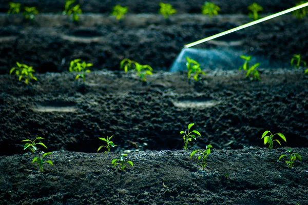 Inseticidas pulverização — Fotografia de Stock