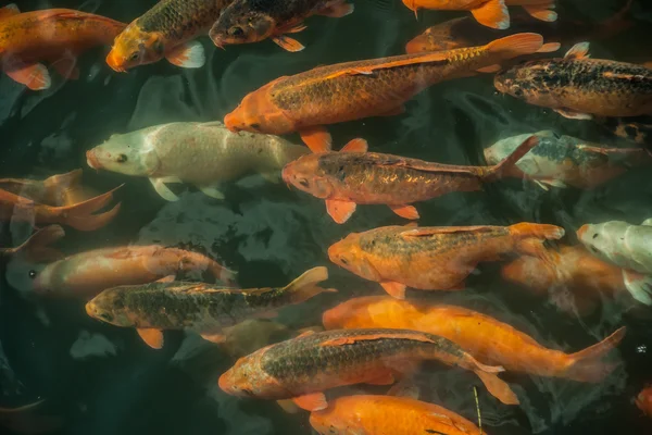 Велика кількість барвисті риби Koi — стокове фото