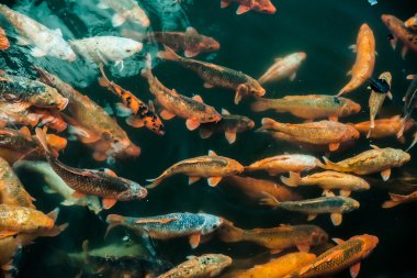 Renkli Koi Balık bol