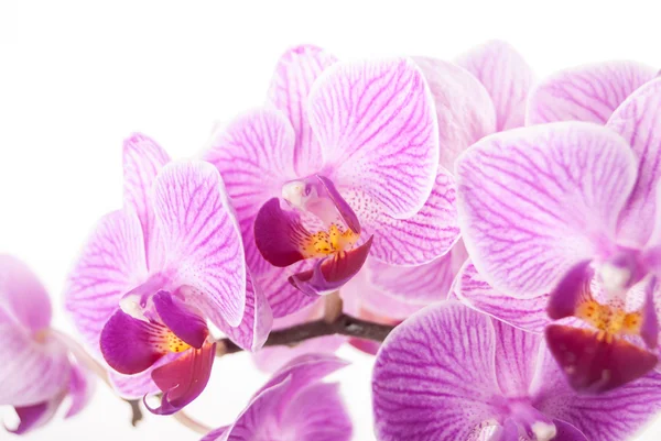 Květina orchidej, Phalaenopsis — Stock fotografie