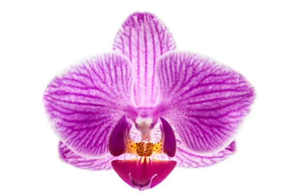 Flor de la orquídea, Phalaenopsis — Foto de Stock