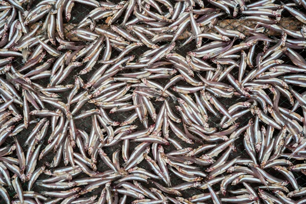 Planty de pouco peixe anchova secagem ao ar livre — Fotografia de Stock