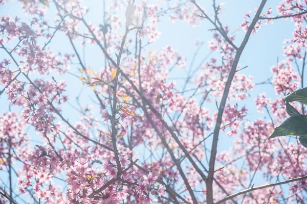 開花梅の木 — ストック写真