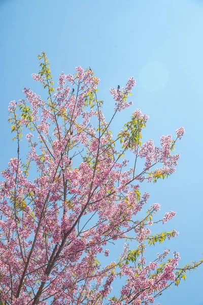 開花梅の木 — ストック写真