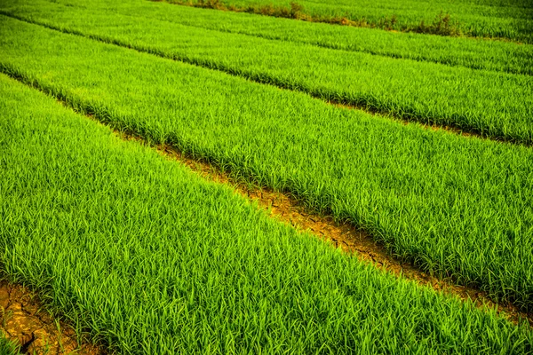 Vastos campos de arroz — Fotografia de Stock