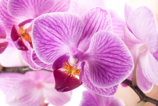 Flor de la orquídea, Phalaenopsis — Foto de Stock