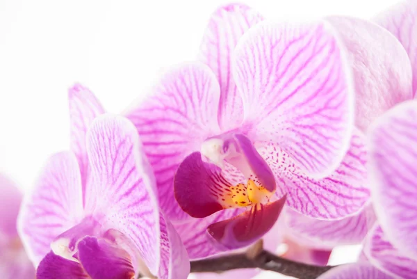 Flor de la orquídea, Phalaenopsis — Foto de Stock