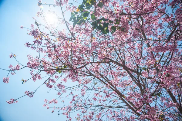 開花梅の木 — ストック写真