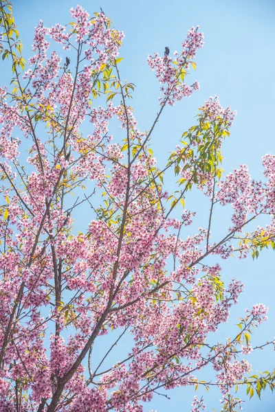 開花梅の木 — ストック写真