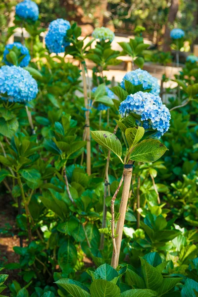 Purfect blauwe bloesems van hortensia bloem. — Stockfoto