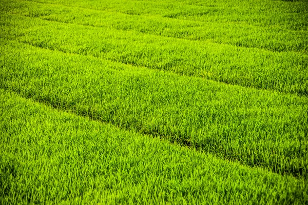 Vastos campos de arroz — Fotografia de Stock