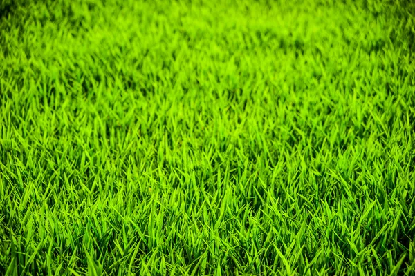 Primer plano del campo de arroz . —  Fotos de Stock
