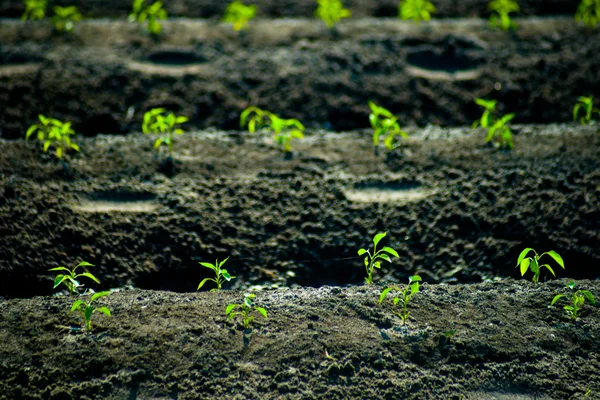 Yeşil satırları artan tahıl — Stok fotoğraf