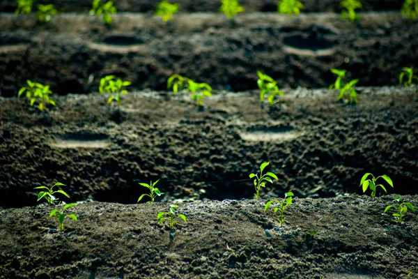 Green rows of growing cereals — Stock Photo, Image