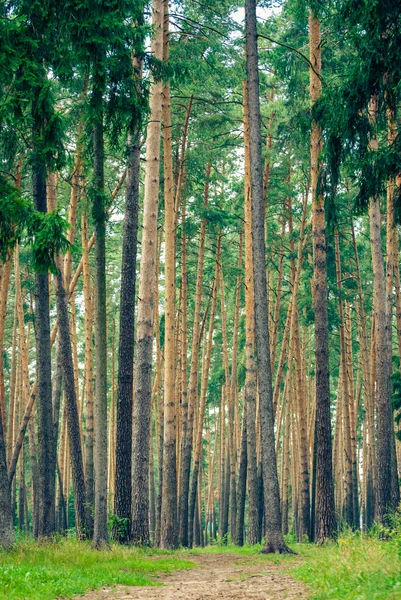 Di hutan — Stok Foto