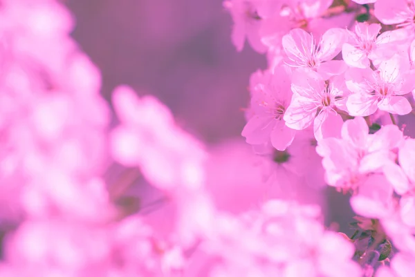 Árvore de maçã florescente, flores de primavera — Fotografia de Stock
