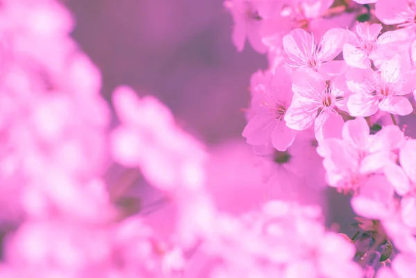 Manzano en flor, flores de primavera —  Fotos de Stock