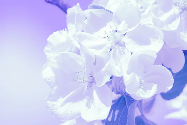 Manzano en flor, flores de primavera —  Fotos de Stock