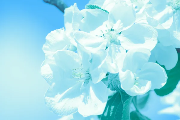 Manzano en flor, flores de primavera —  Fotos de Stock