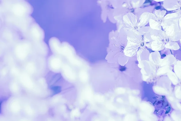 Blossoming apple tree, spring flowers — Stock Photo, Image