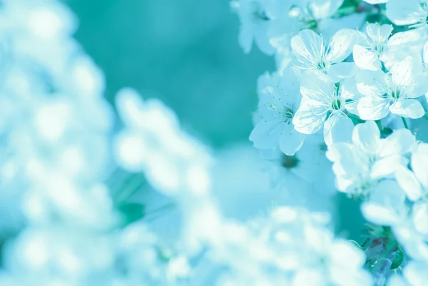 Manzano en flor, flores de primavera —  Fotos de Stock